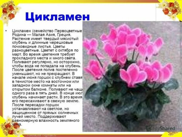 Цикламен