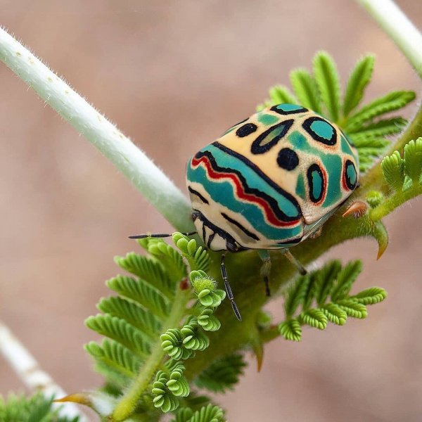 01-34-23-234611190 549606099824718 6255615415596883856 n