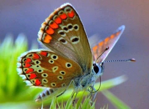 e53a654475bc7a300f0b784952ed9