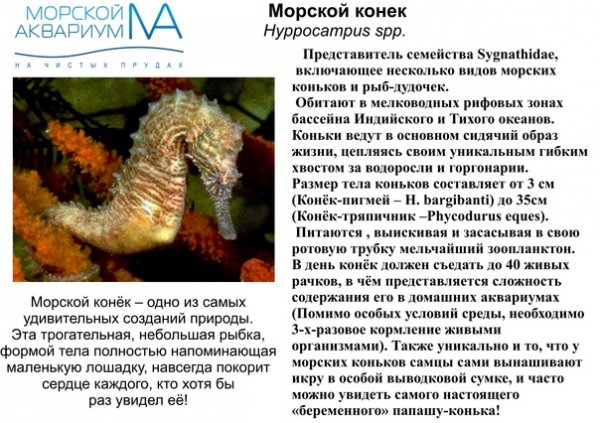 Морской конёк