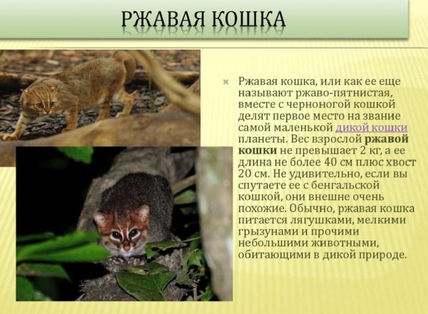 Ржавая кошка