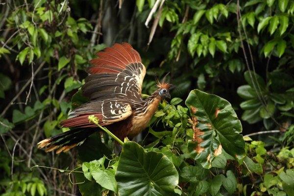 x971 1 9c641415772b8014fed170164fecb603@4194x2796 0xac12