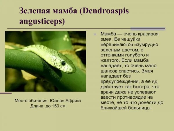 Зелёная мамба