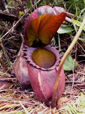 px-Nepenthes rajah