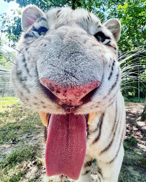 Милый Пушистик!!!