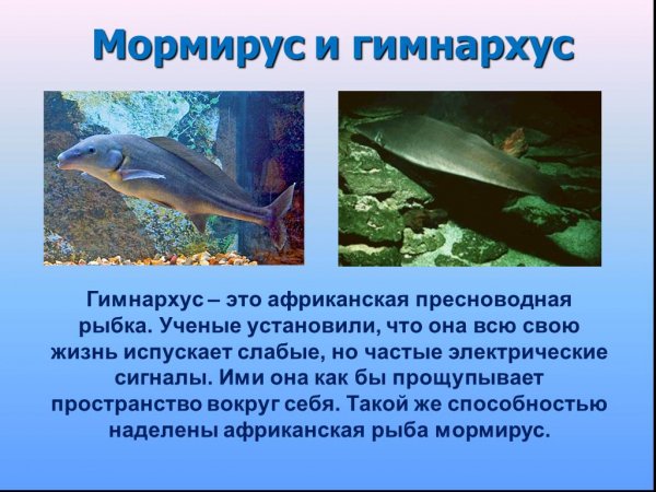 Такие рыбки