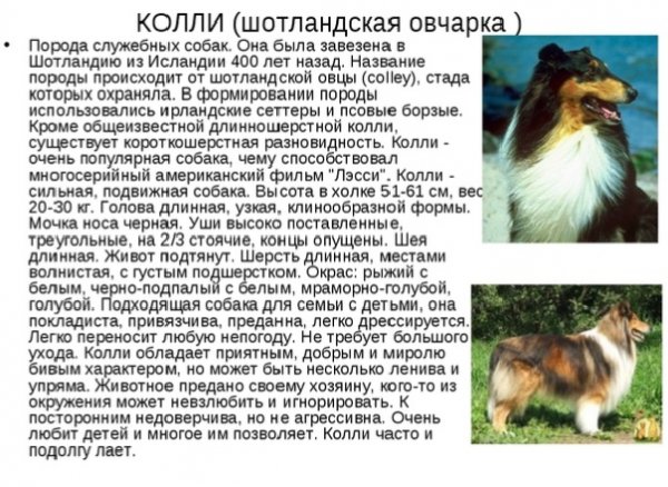 Колли
