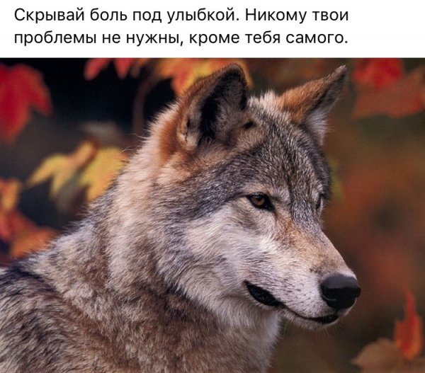 Цитаты Волки