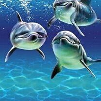 All Animals 117