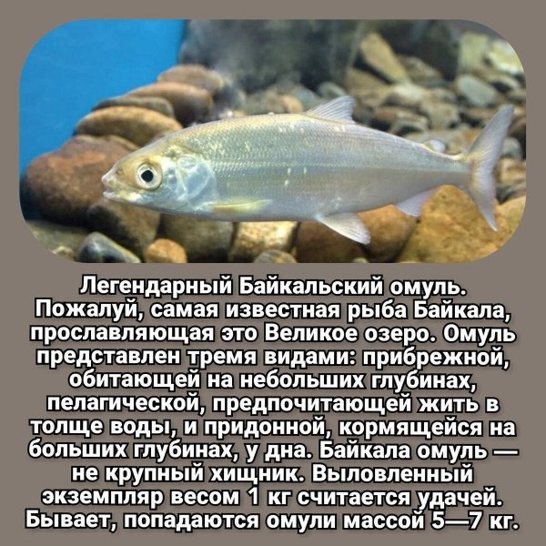 Байкальский омуль