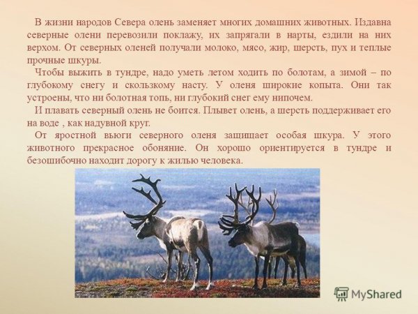 Северные олени