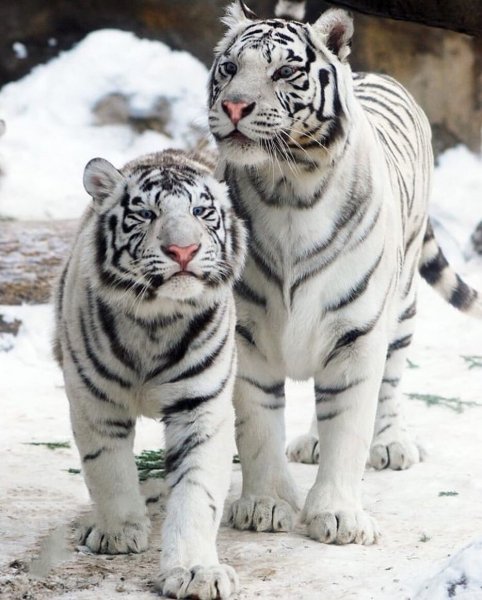 Какие красавцы!