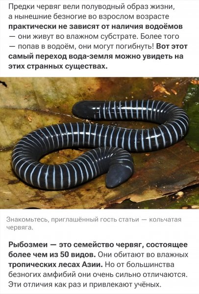 Не Рыба, не Змея