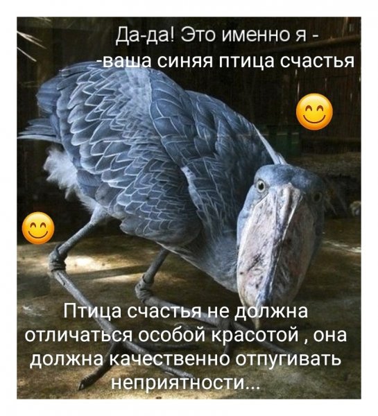 ShqYCuyXQMU
