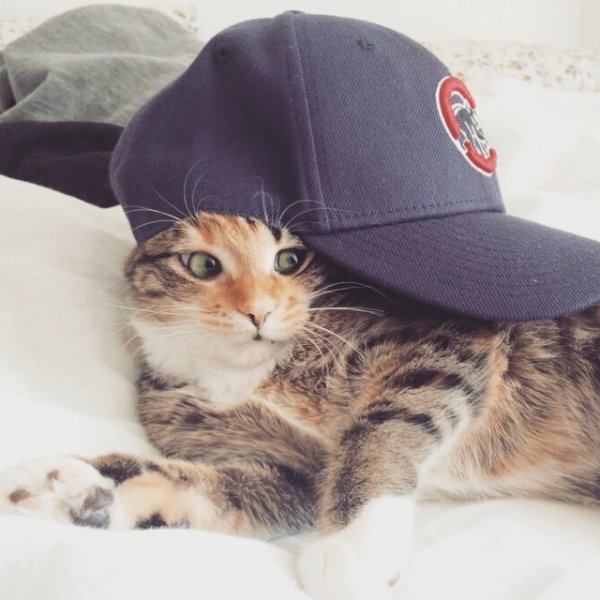 Гангста кот