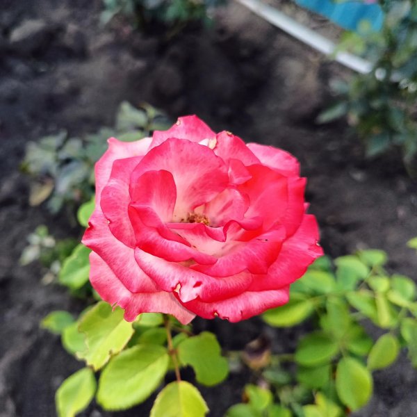 picture_371006619