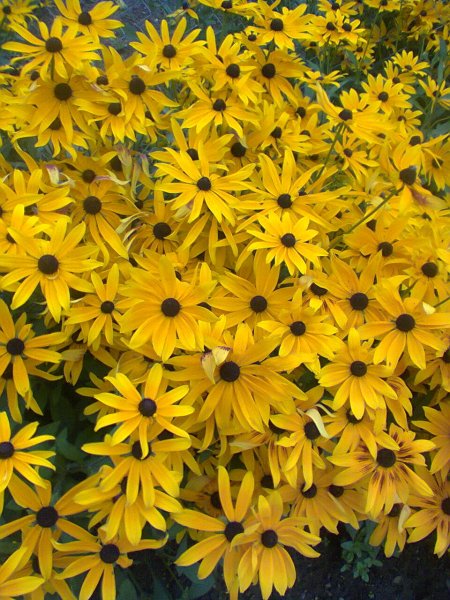 Жёлтые ромашки))