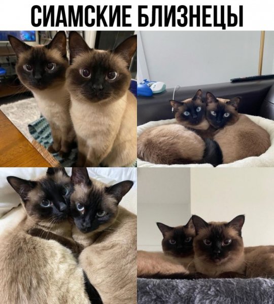 Do-slez-smeshnye-memy-i-kartinki-s-kommentarijami-4