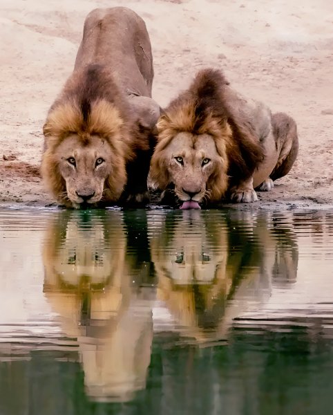 Африканские Львы