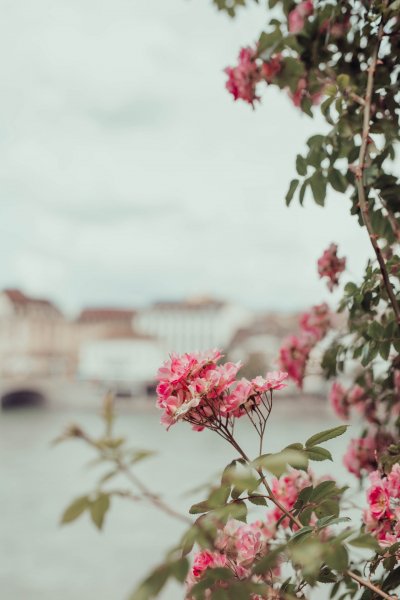 F24212D2-711D-4DF8-AD85-589AAF9BECF3