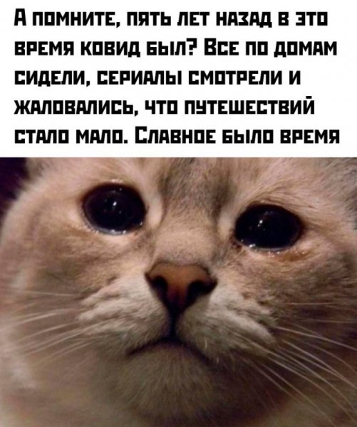 8a011a9581 novye-memy-i-smeshnye-kartinki-s-nadpisjami-4