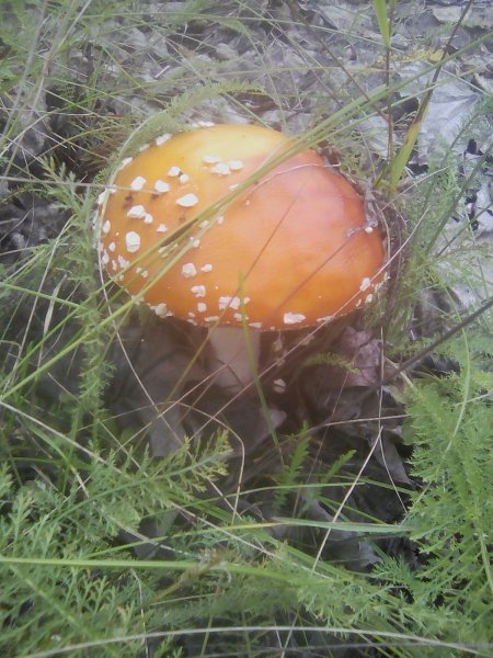 IMG 20250902 114447 BURST002