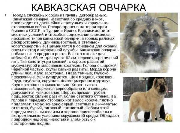 Кавказская овчарка
