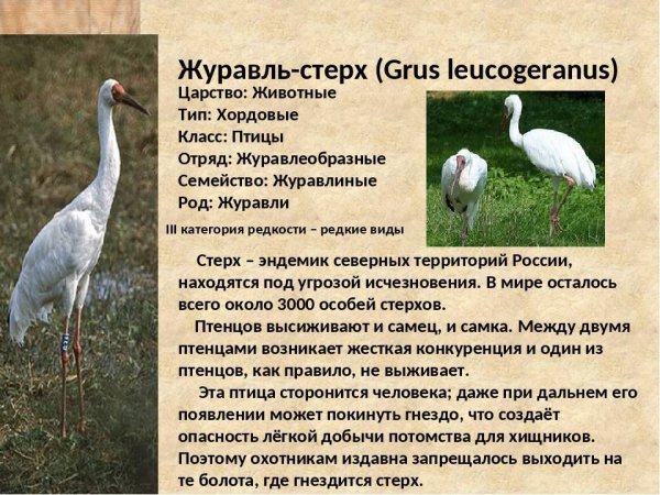 Журавль - стерх