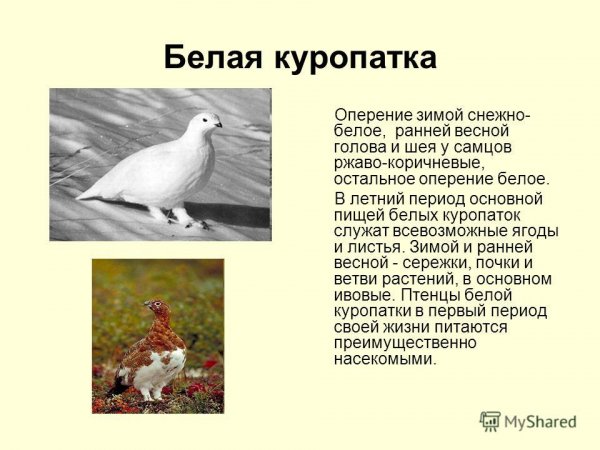 Белая куропатка