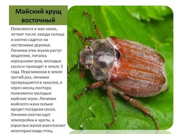 Майский хрущ восточный