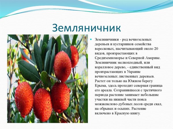 Земляничник