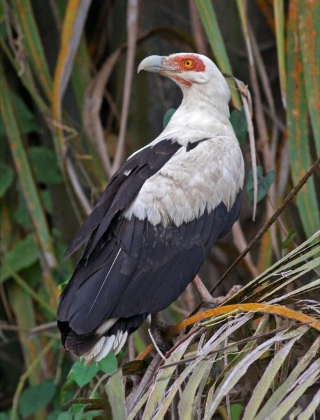 Пальмовый Гриф