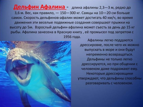 Дельфин Афалина