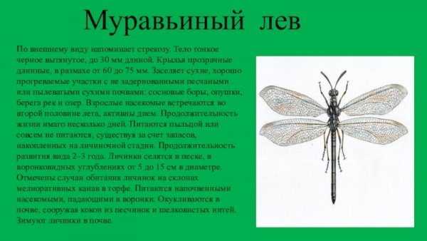 Муравьиный лев