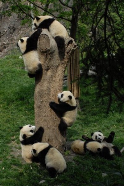 Climbing pandas