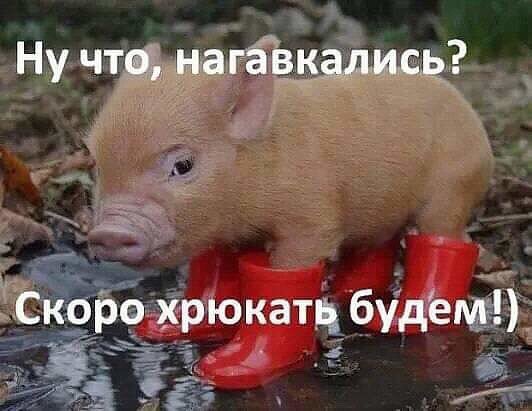 нагавкались?!теперь хрюкаем!)))