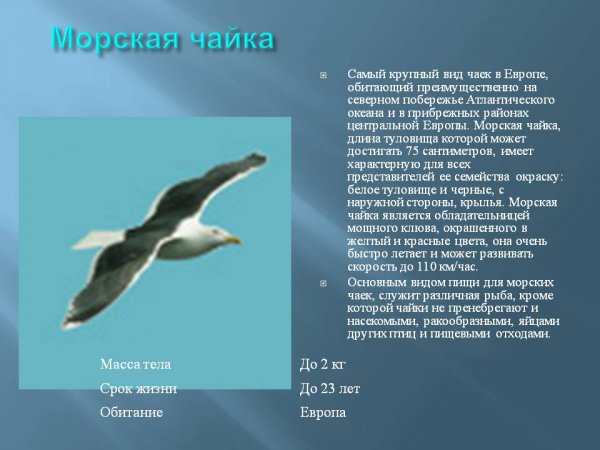 Морская чайка