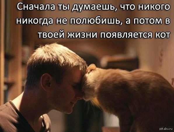 Появляется кот