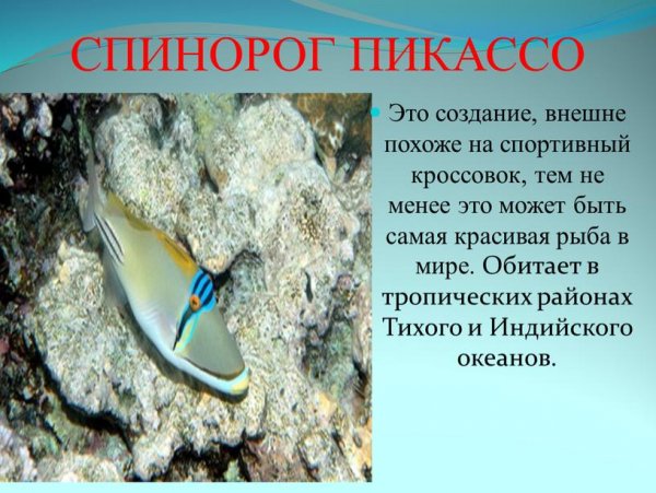 Спинорог Пикассо