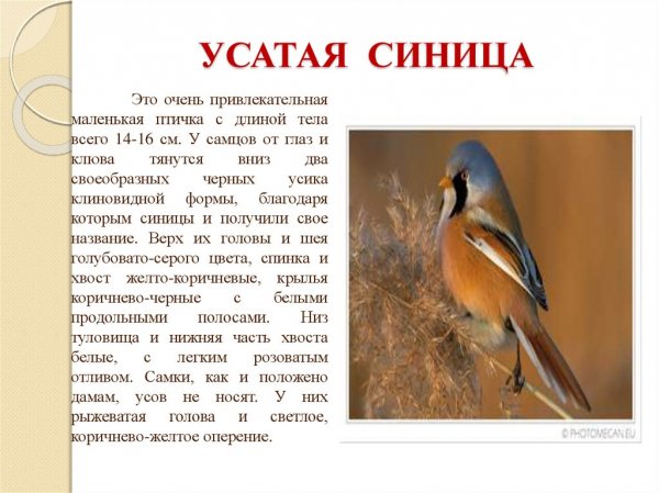 Усатая синица