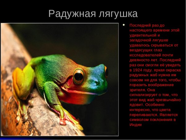 Радужная лягушка