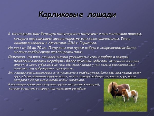 Карликовые лошади