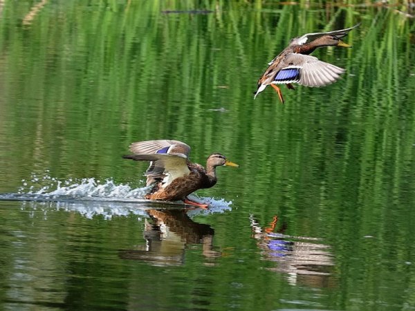 Фото Лесника