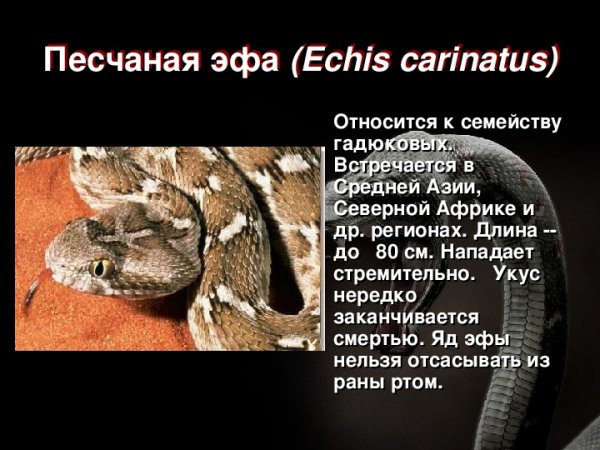 Песчаная эфа
