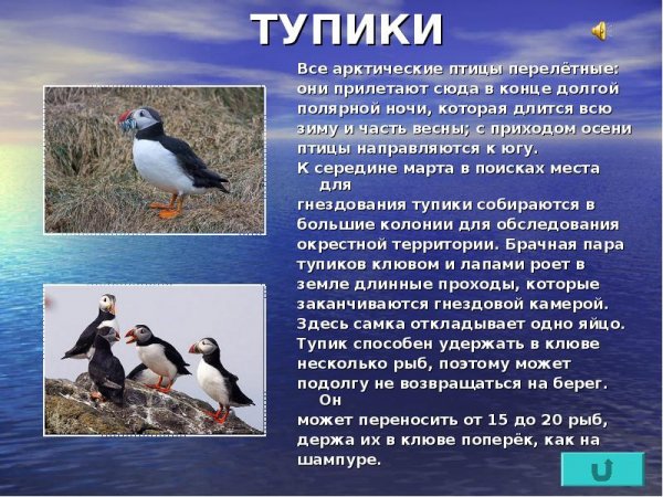Тупики