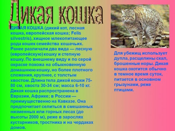 Дикая кошка