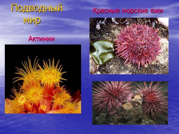 Подводный мир