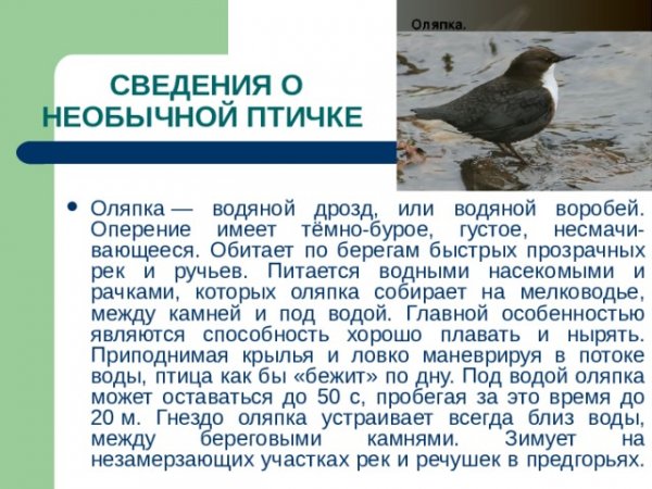 Оляпка