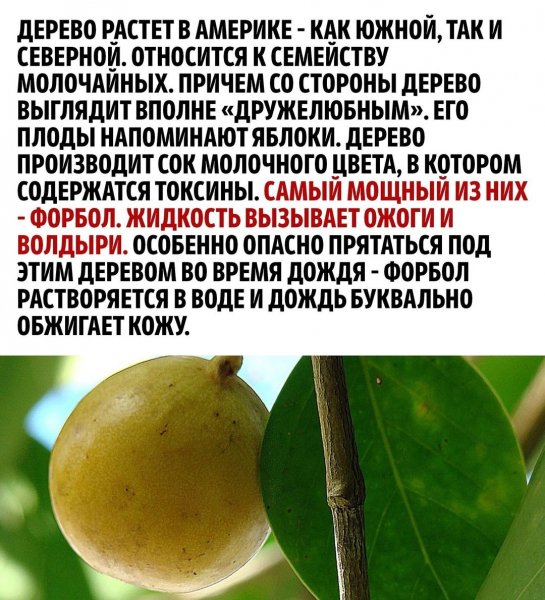 Манцинеловое дерево