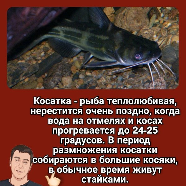 Косатка